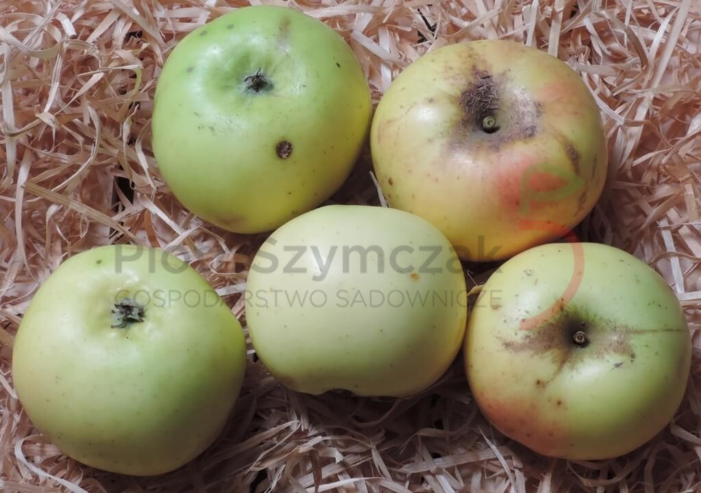 Malus domestica 'Ananas Berżenicki'