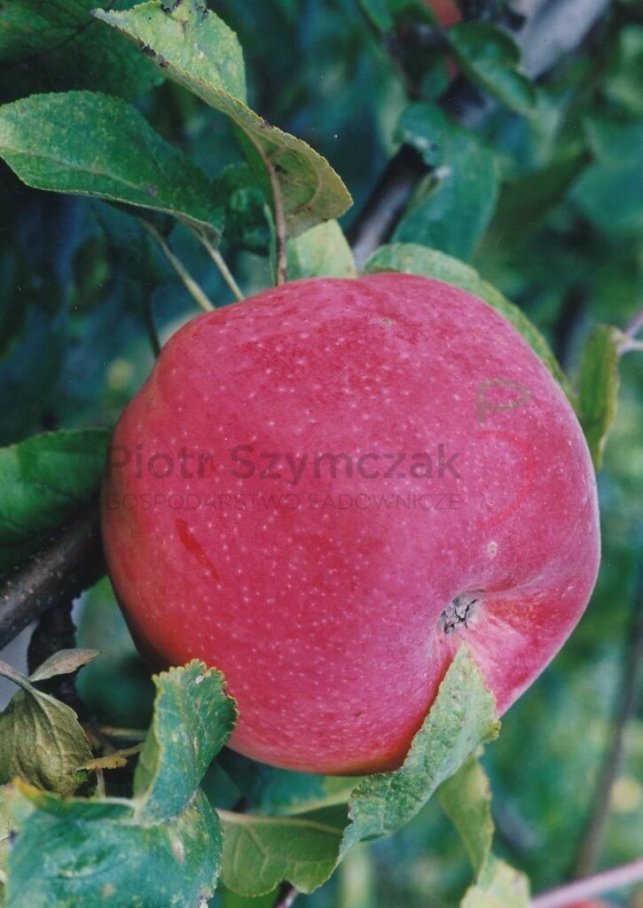 Malus domectica 'Aporta'
