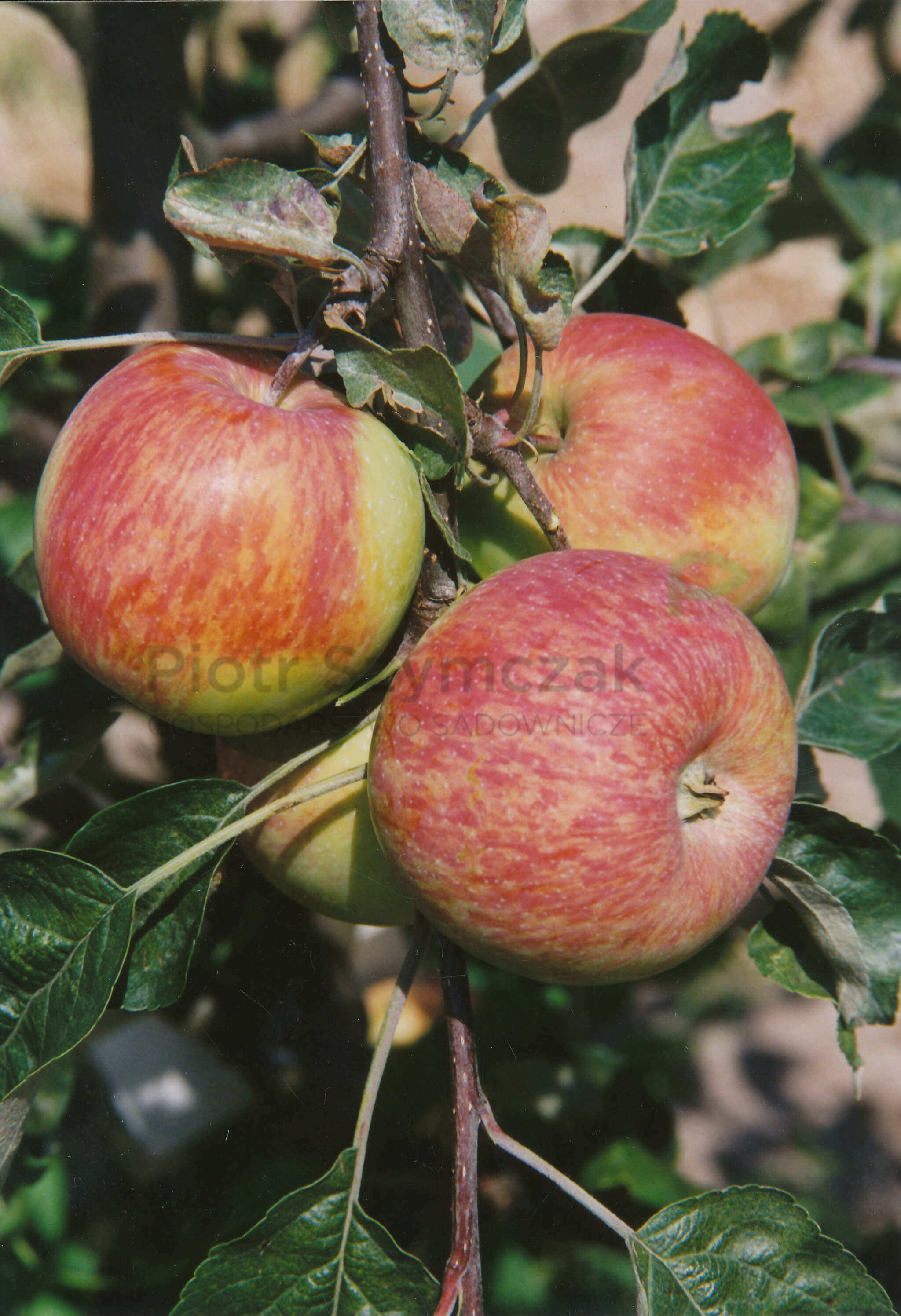 Malus domestica 'Charłamowskie'