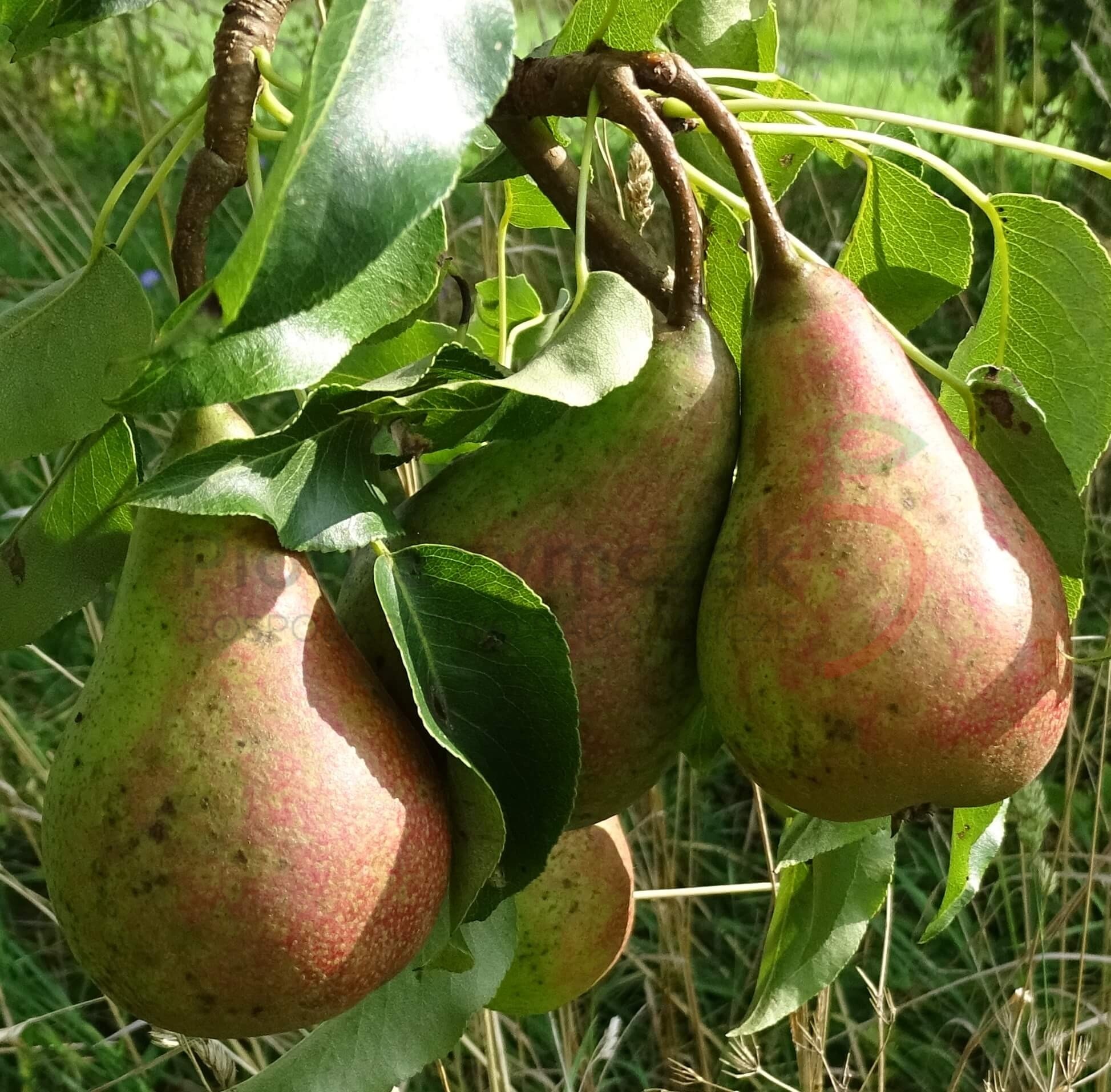Pyrus communis 'Pstrągówka'
