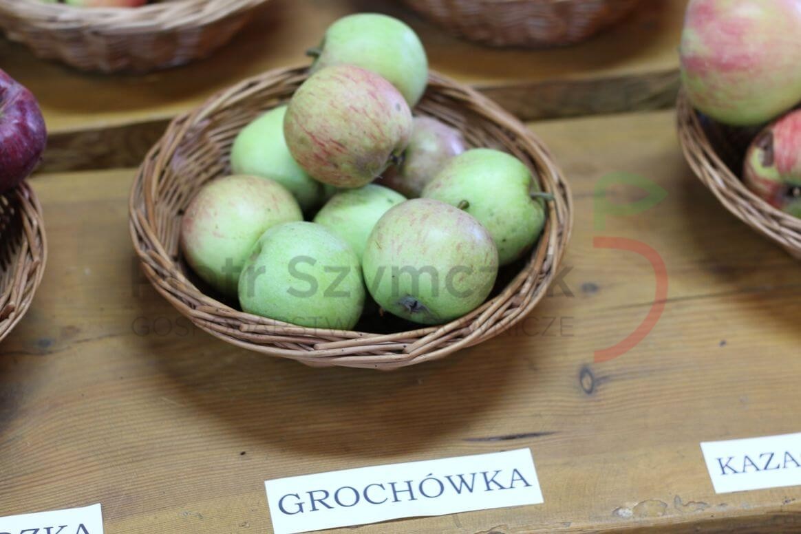 Malus domestica 'Grochówka wileka'