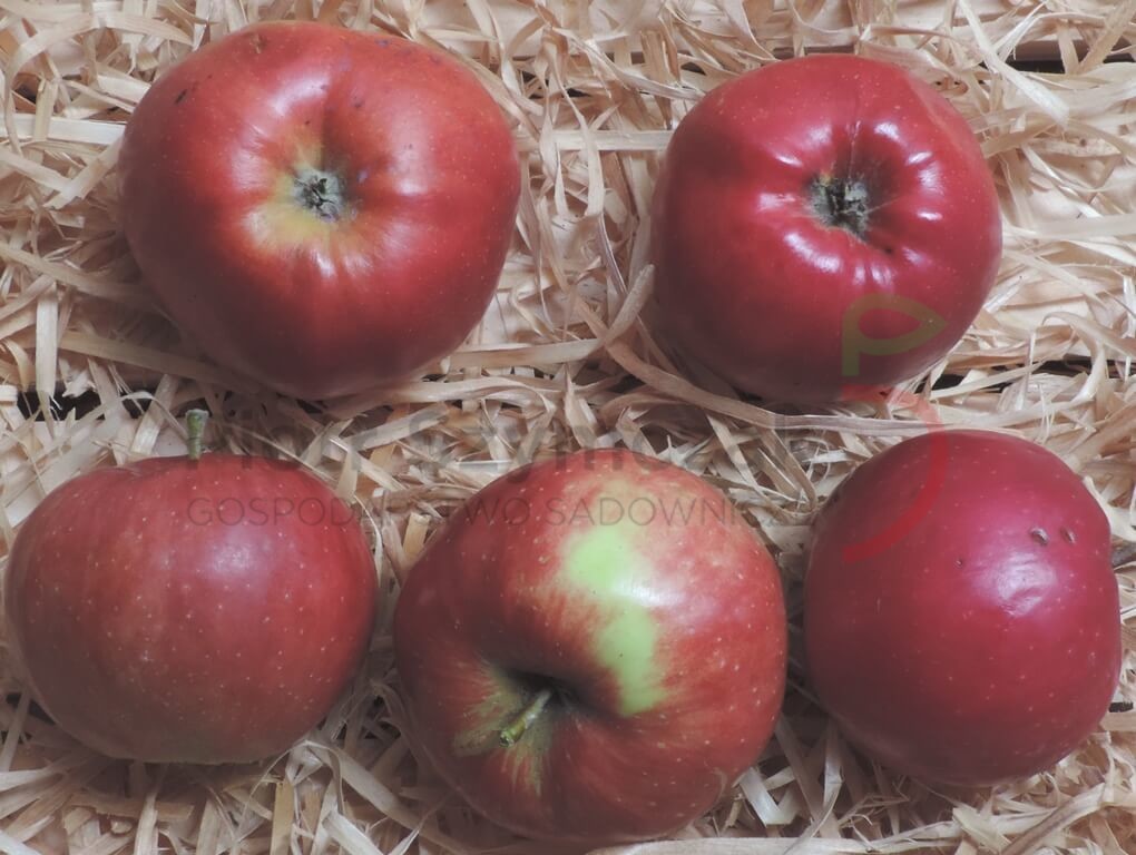 Malus domestica 'Kantówka Gdańska'
