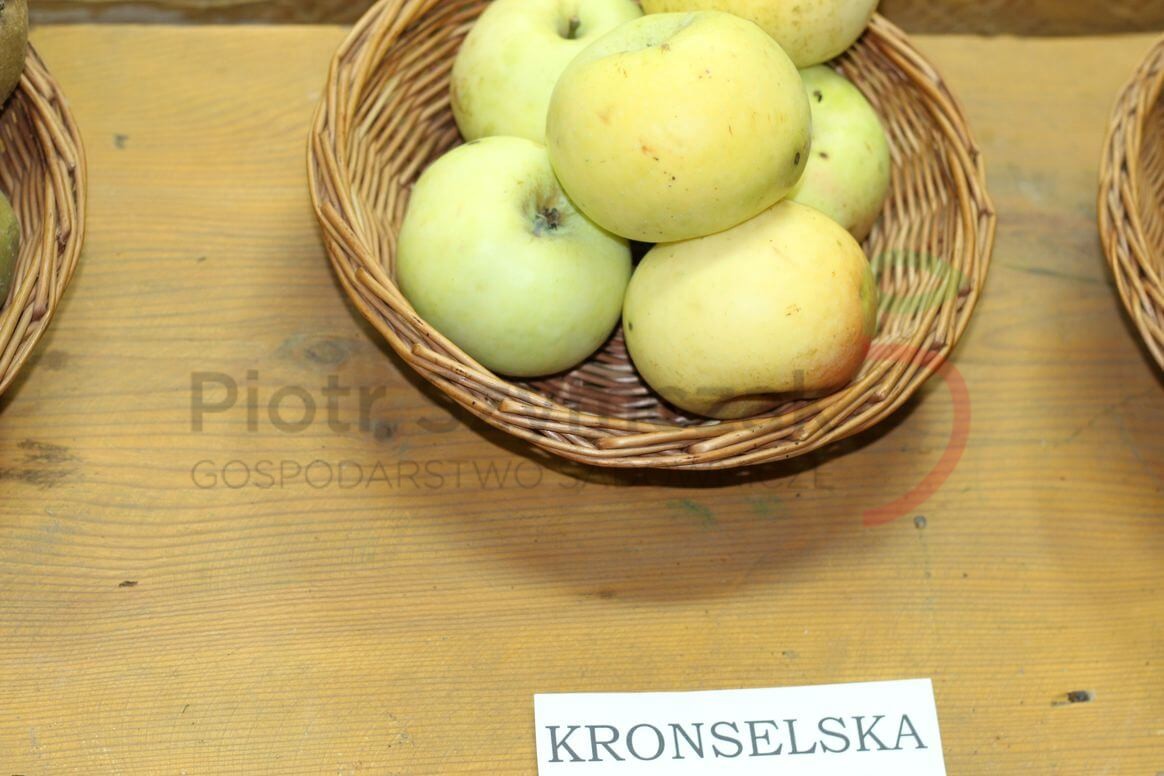 Kronselskie, Kronselka