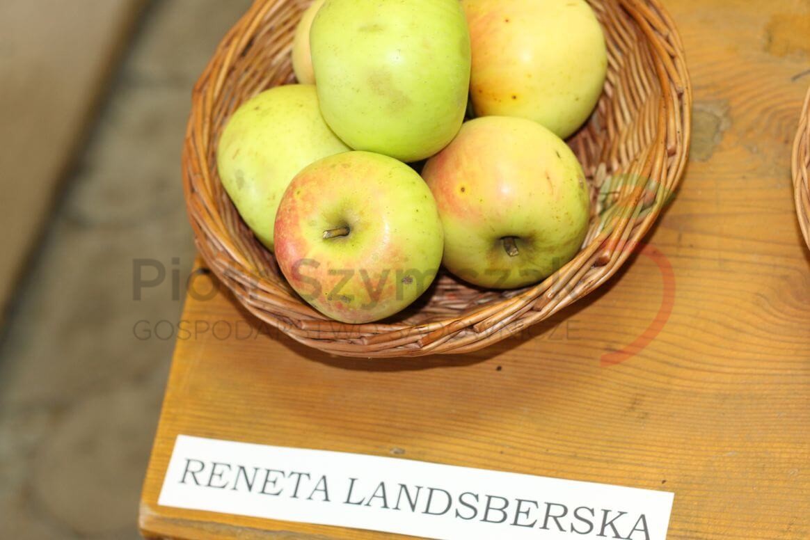 Malus domestica 'Landsberska'