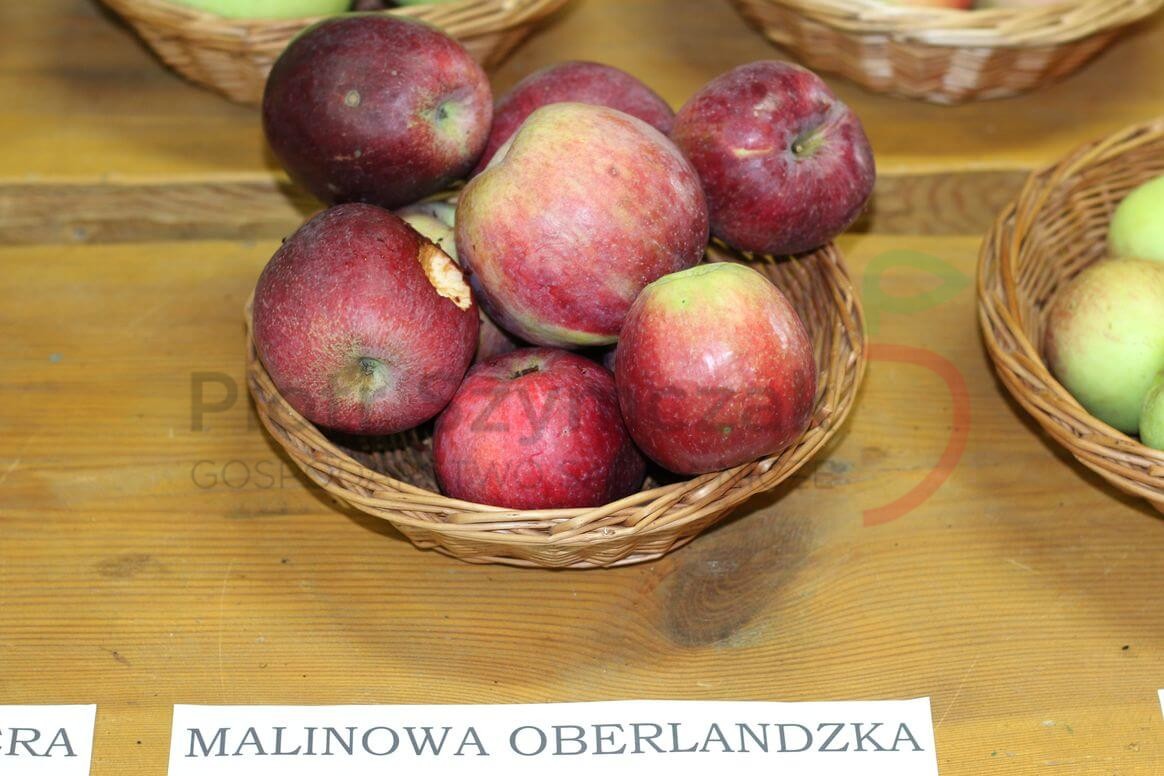 Malus domestica 'Malinowe Oberlandzkie'