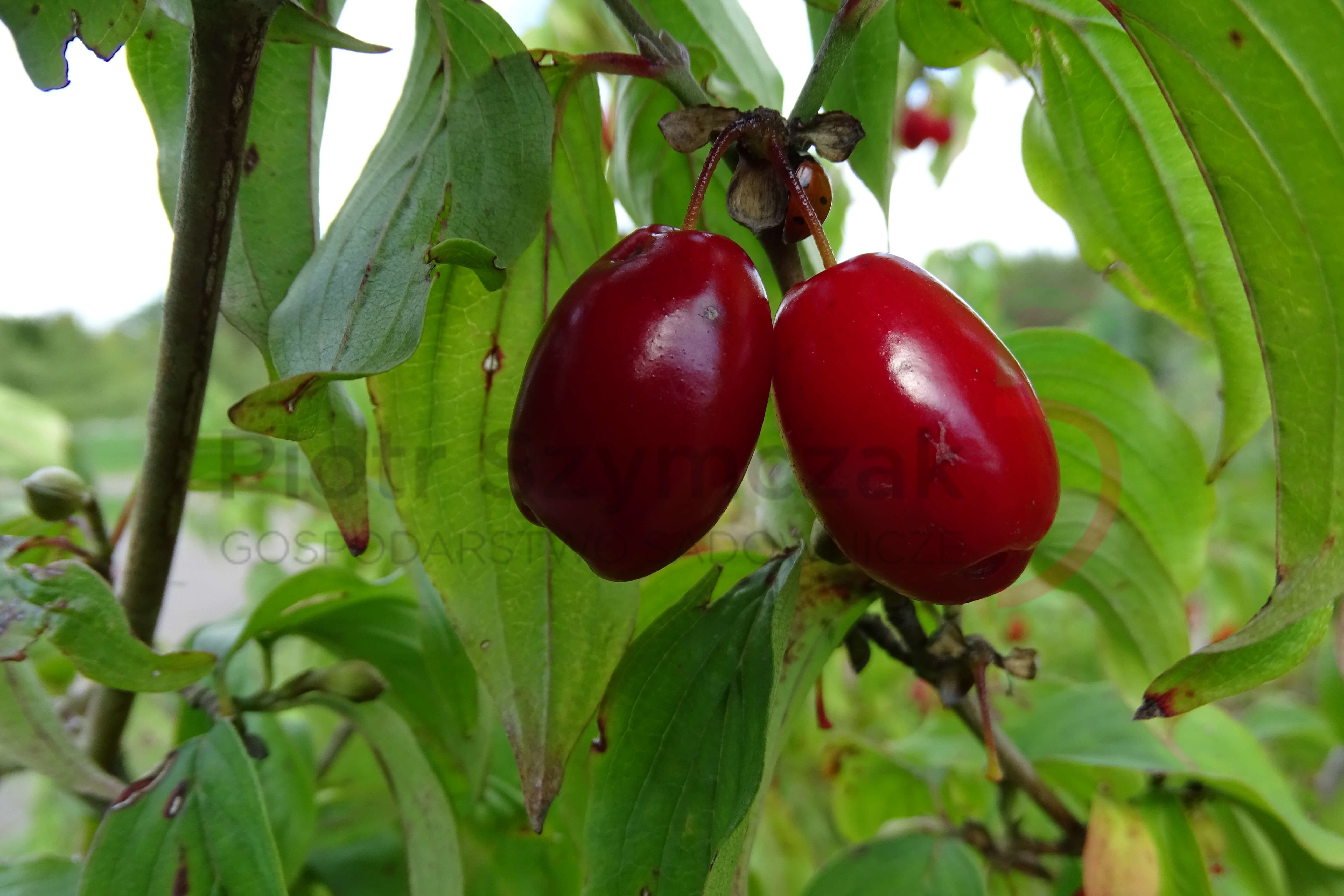 Cornus mas 'Wladymirski'
