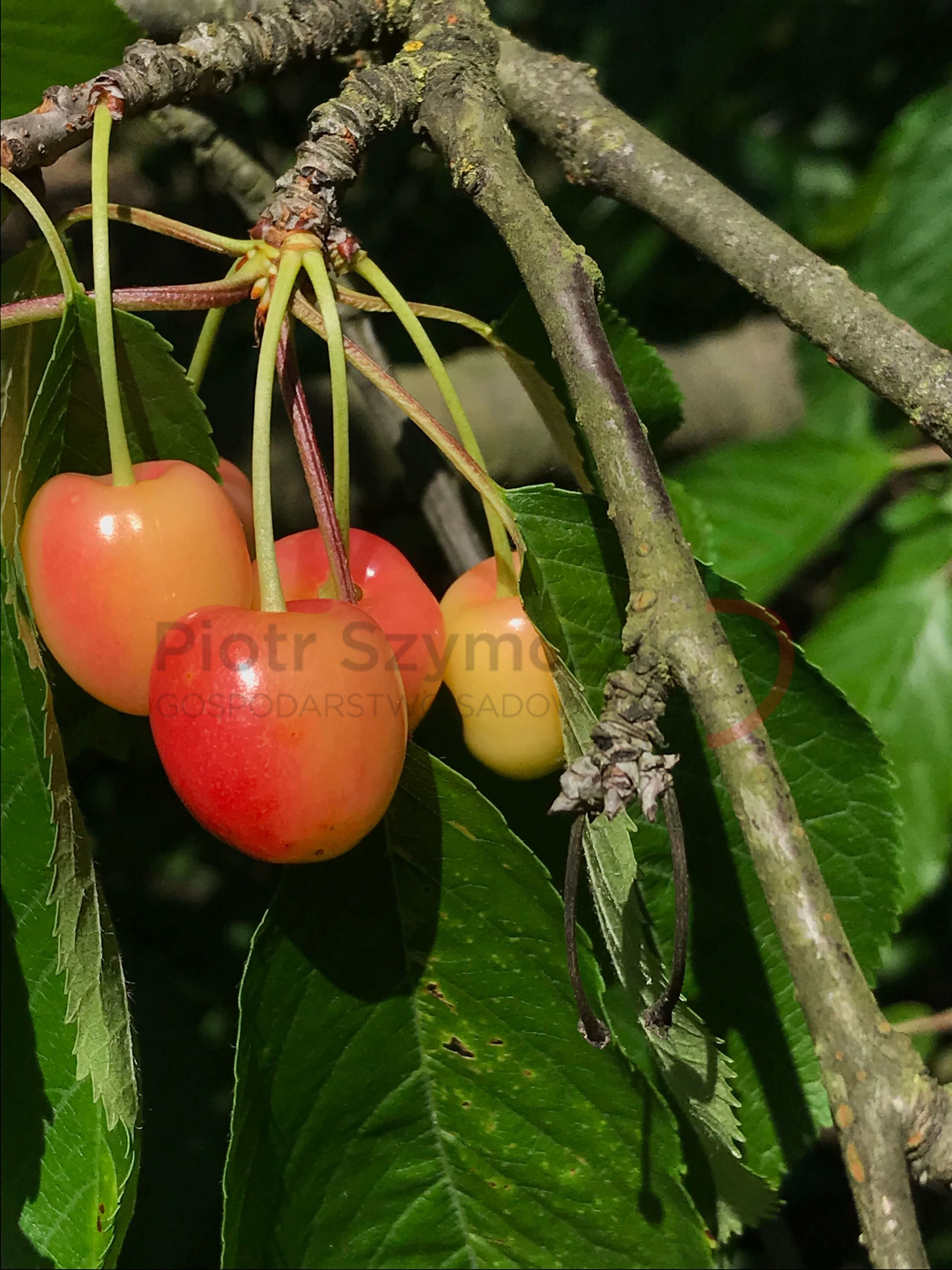 Prunus avium 'Bladoróżowa'