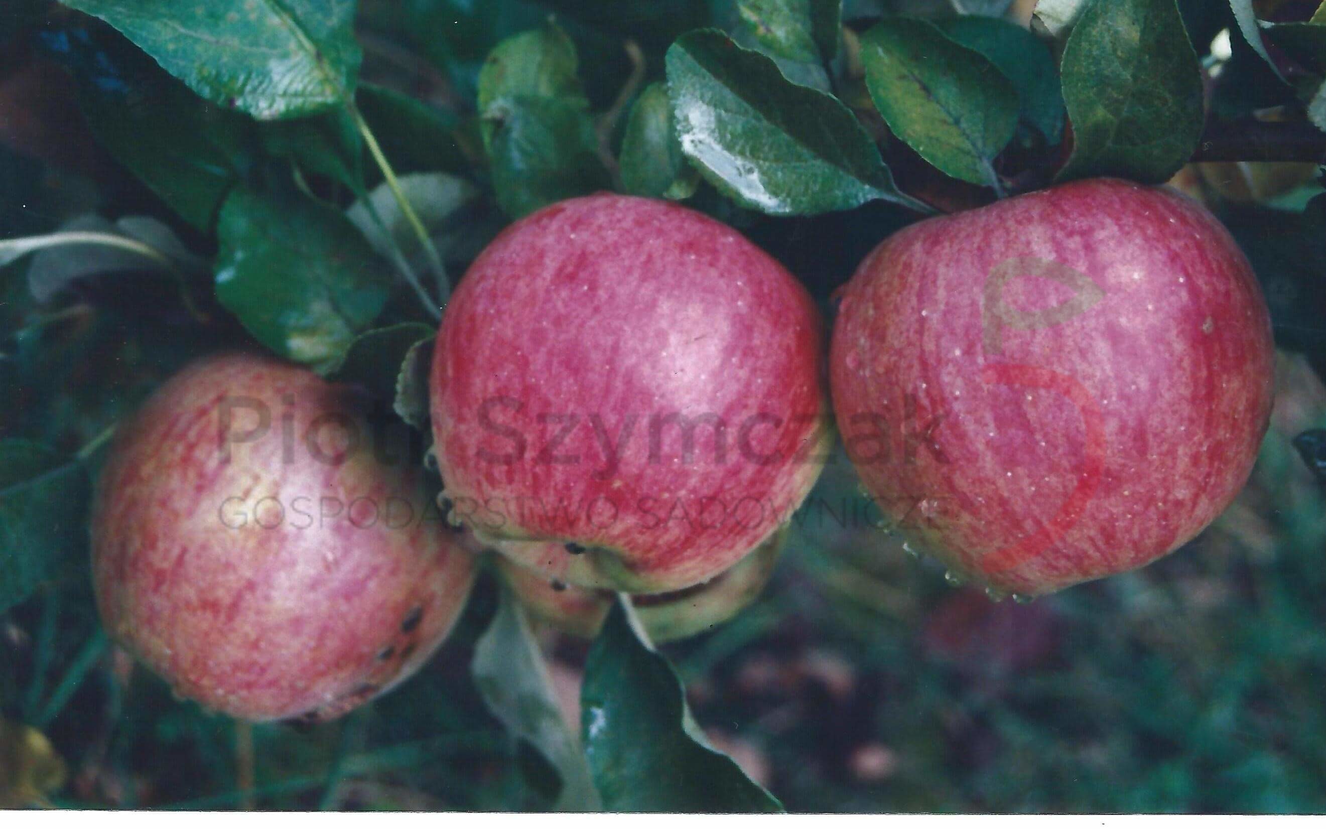 Malus domestica 'Bismark'