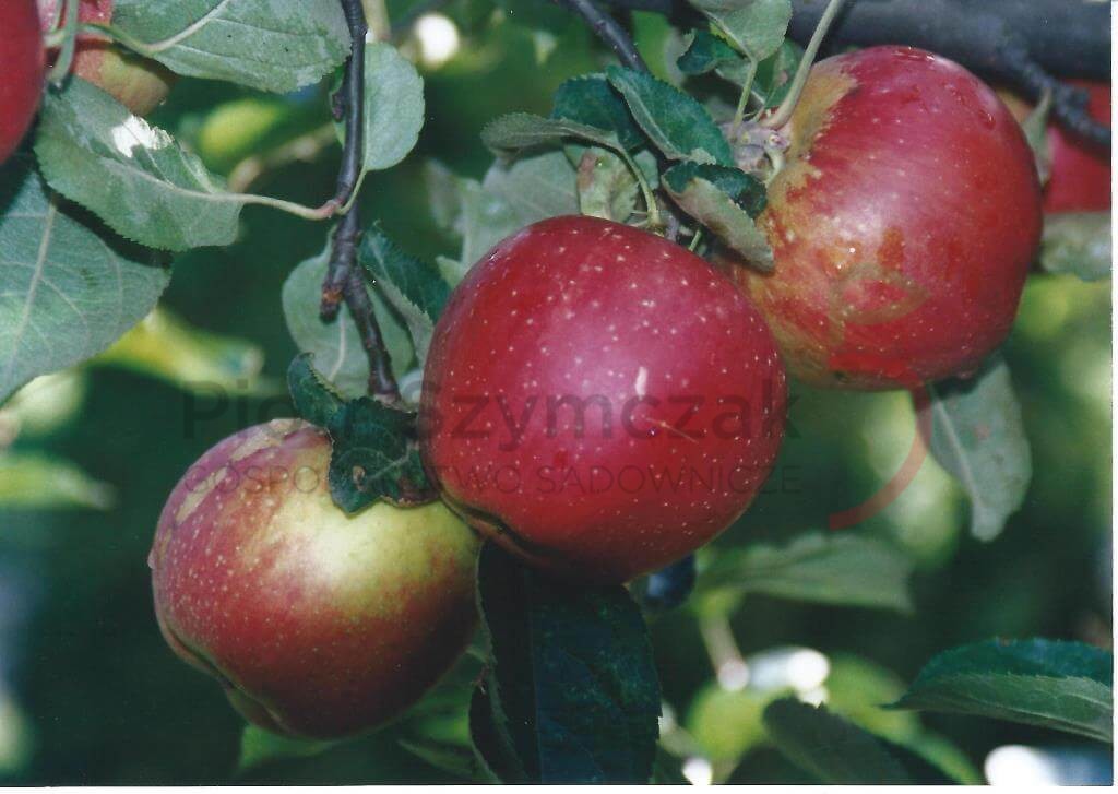 Malus domestica 'Cesarz Wilhelm'