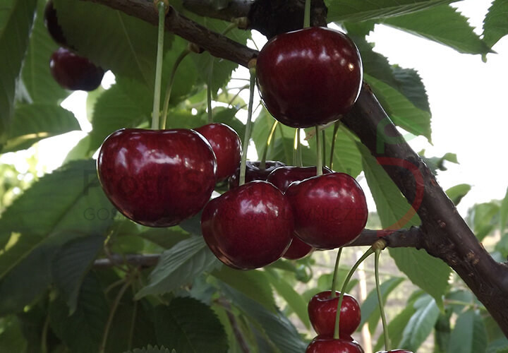 Prunus avium ‘Kordia’