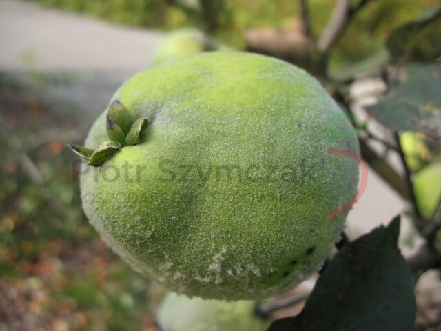 Cydonia oblonga 'Champion'