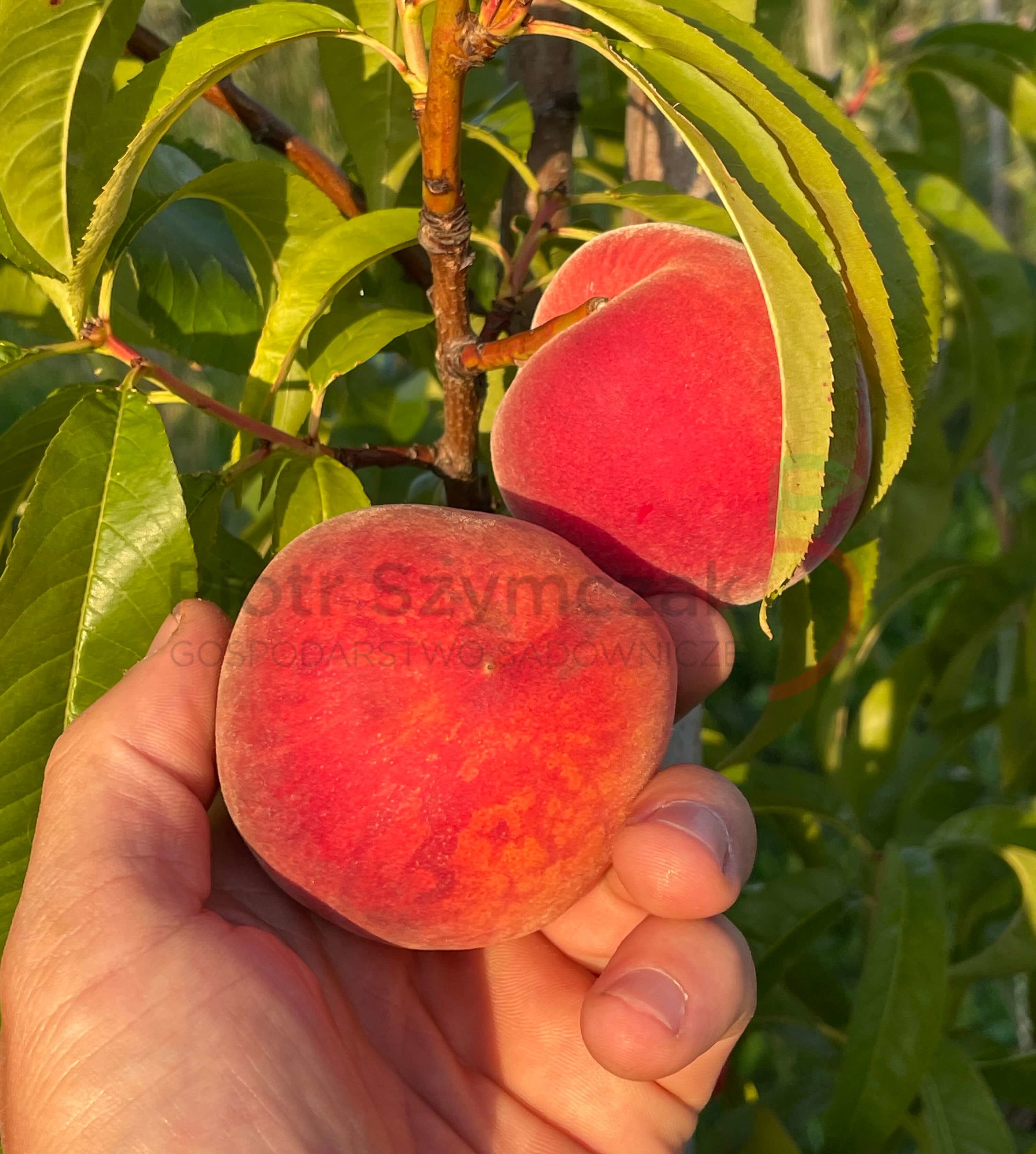 Prunus persica 'Harnaś'