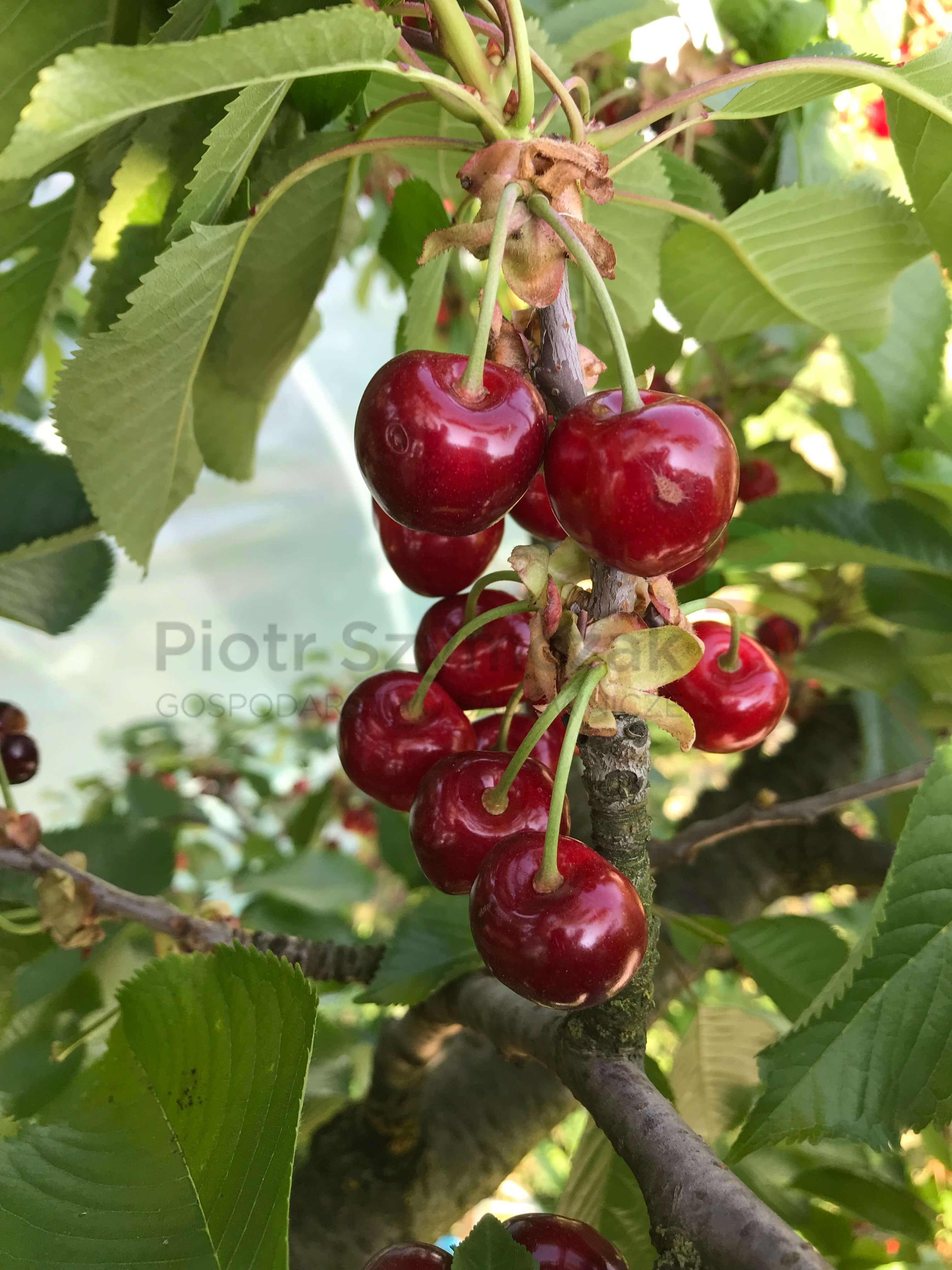 Prunus avium 'Burlat'