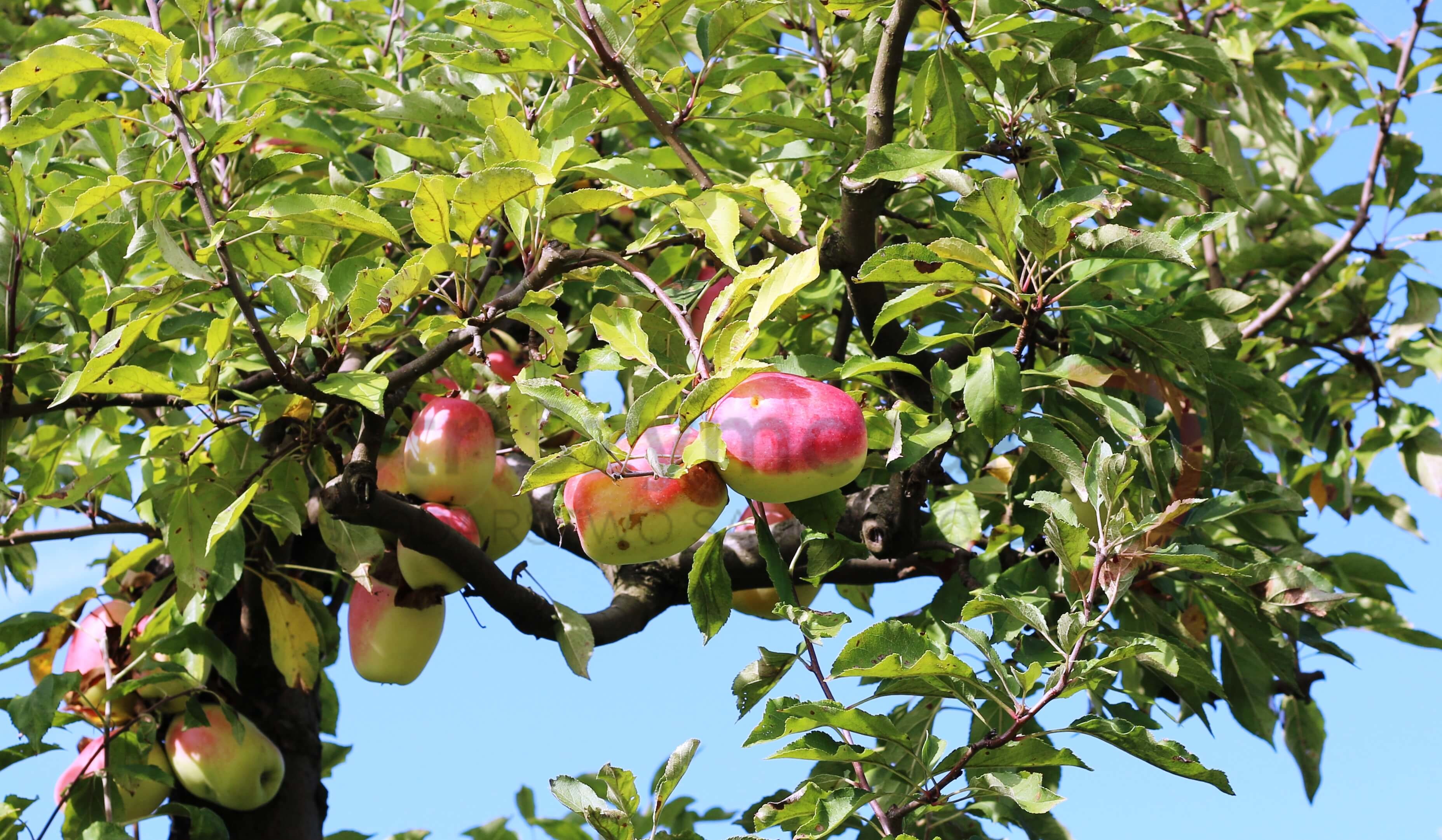 Malus domestica ' Kandyl Synap'