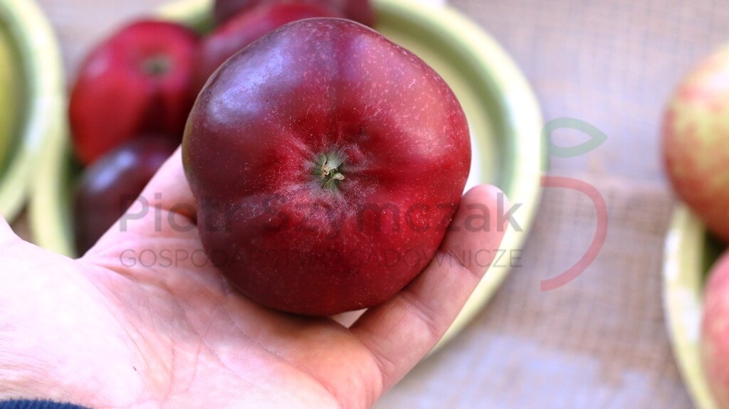 Malus domestica 'Kalwila Czerwona Jesienna'