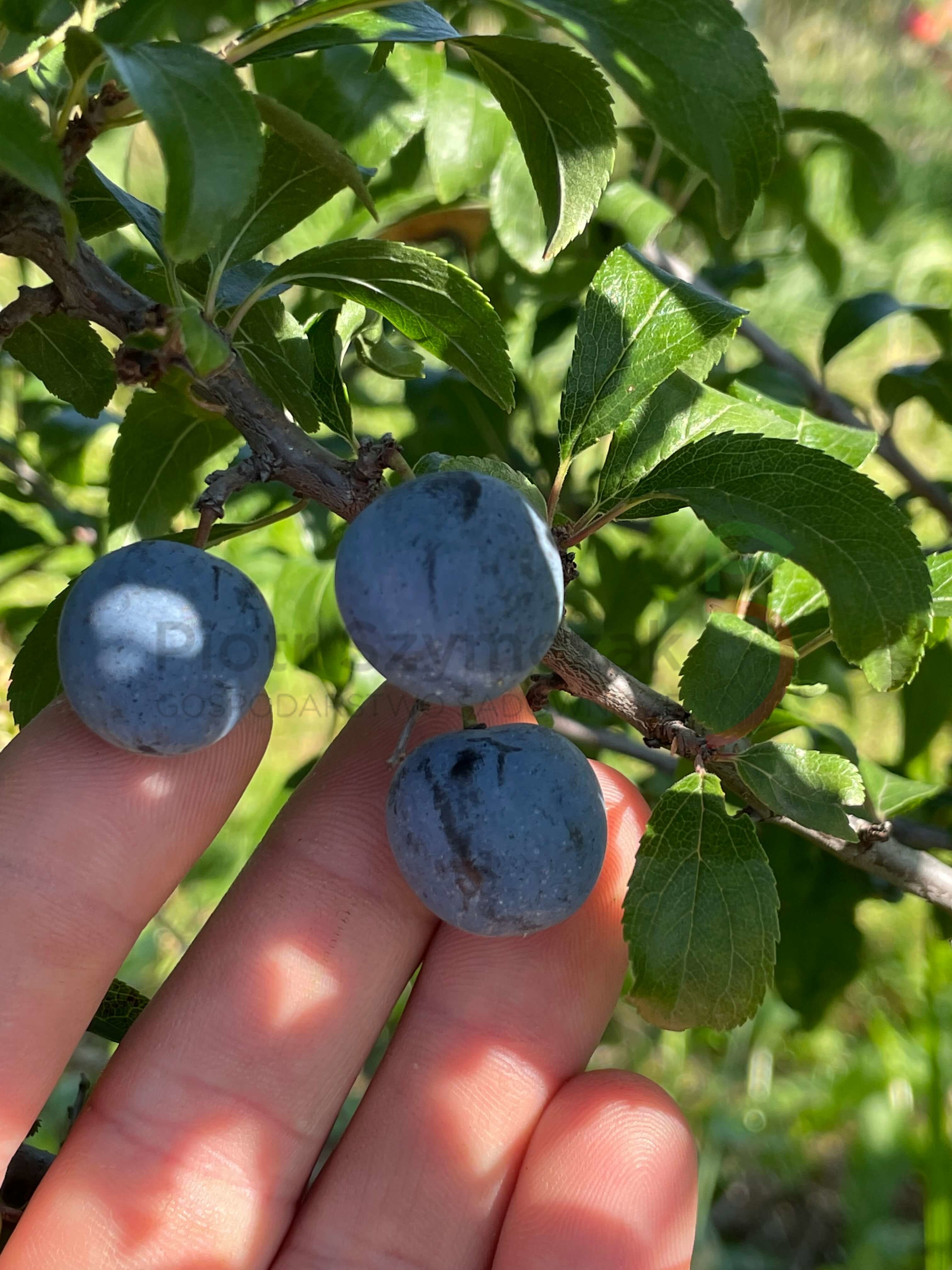Prunus spinosa 'Nittel'