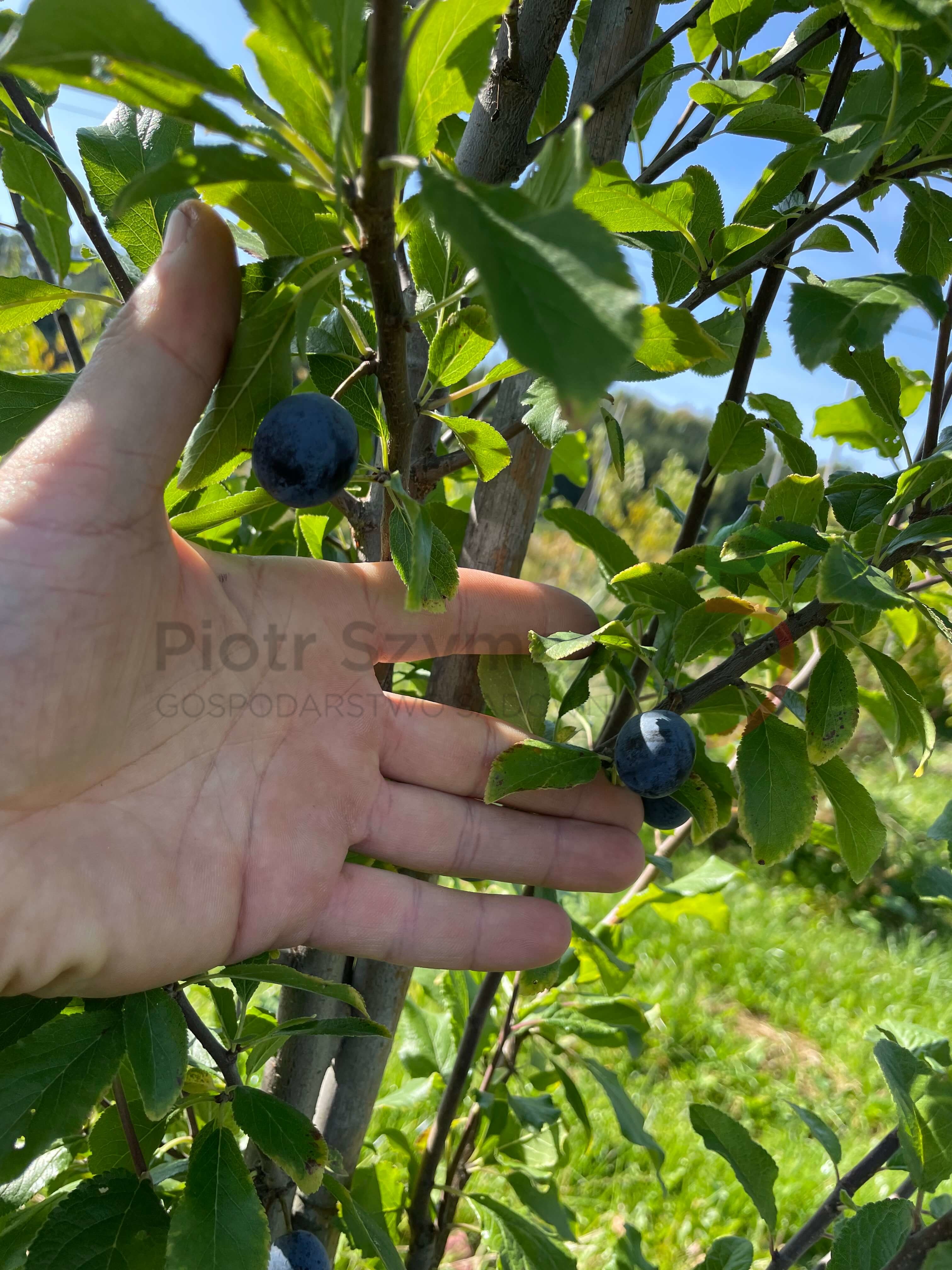 Prunus spinosa 'Reto'