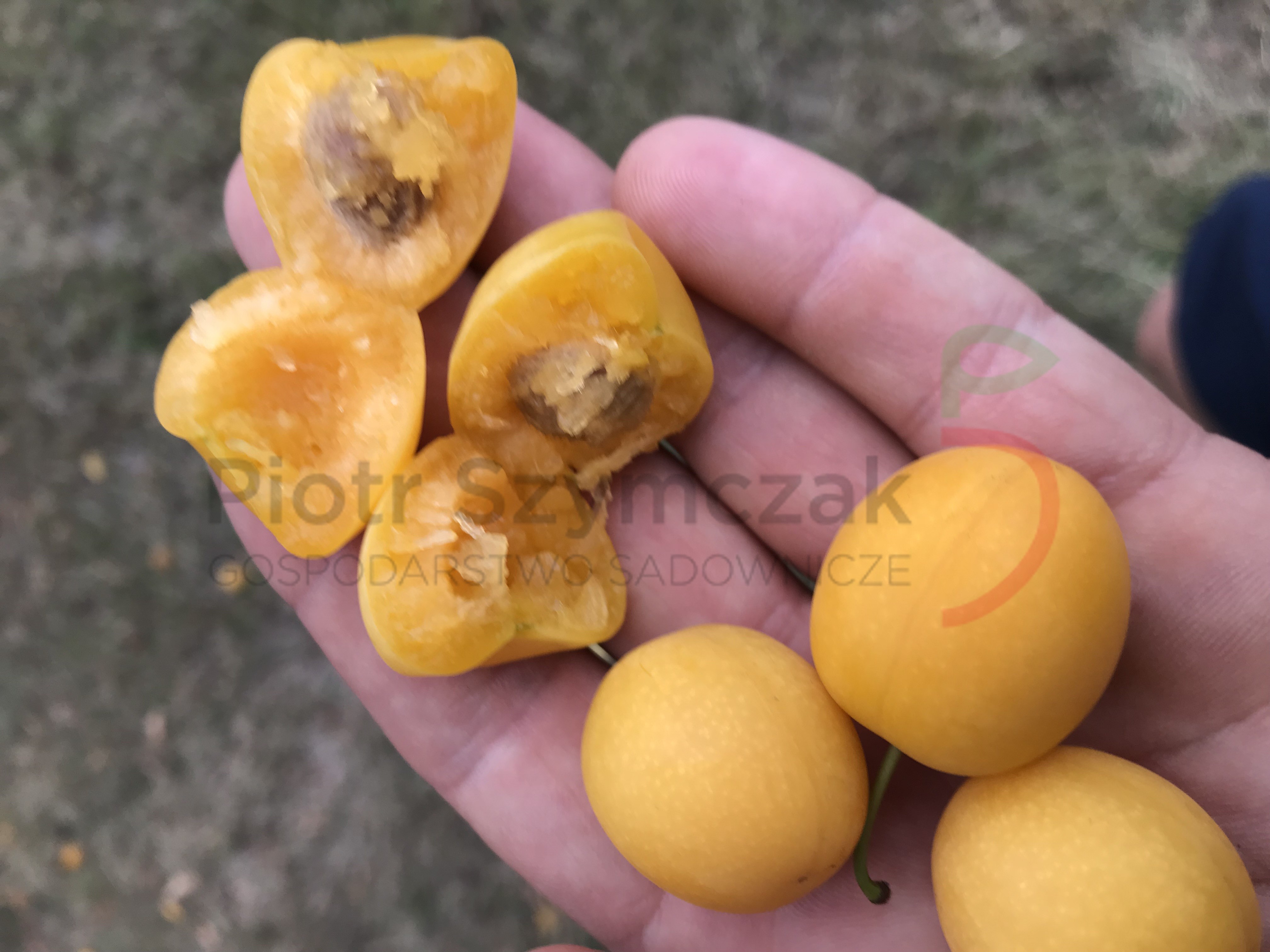 Prunus cerasifera 'Tarczyn'