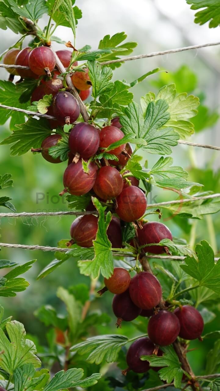 Ribes uva-crispa 'Hinnonmaki rod'