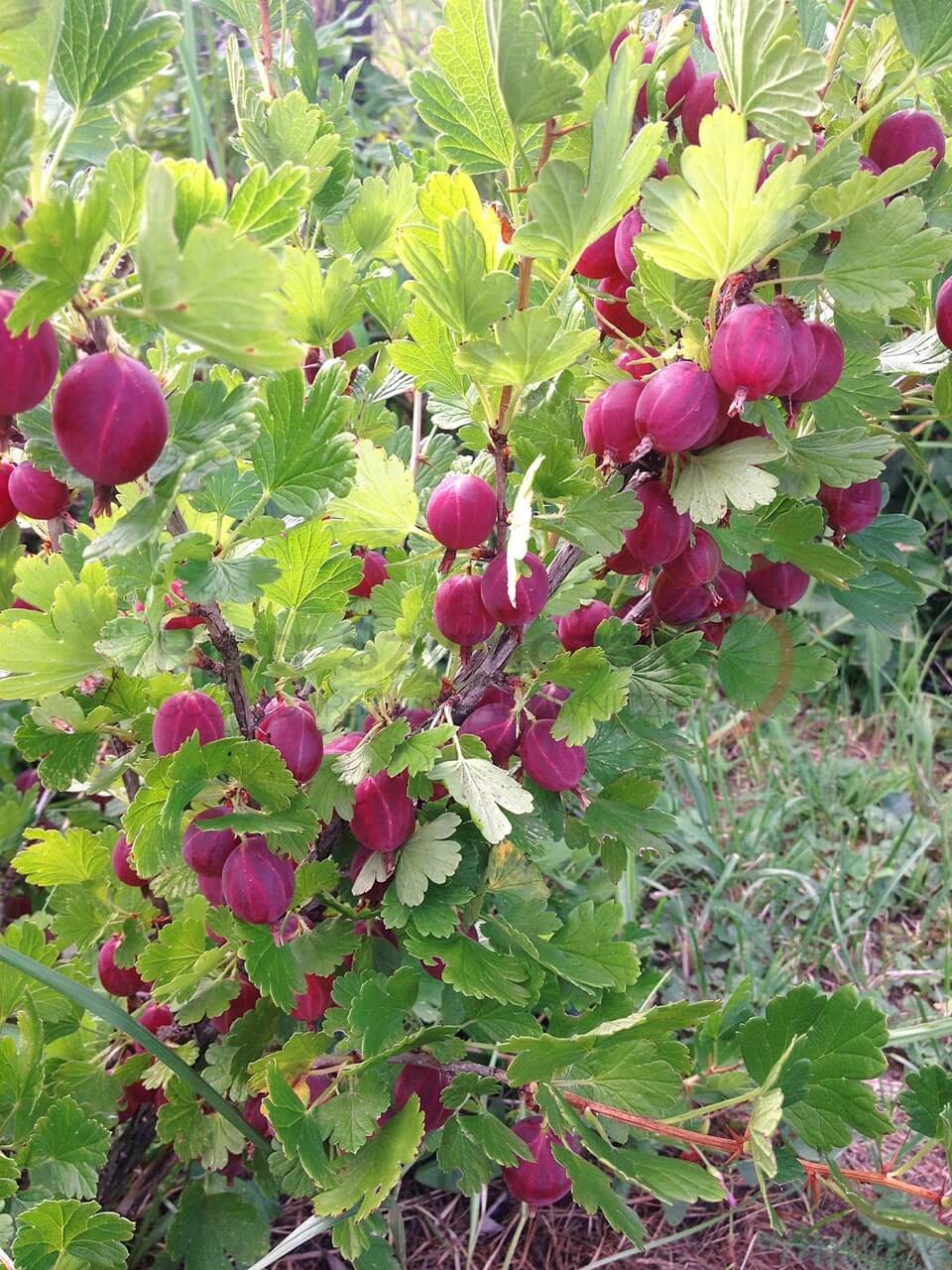 Ribes uva-crispa 'Siewiernyj Kapitan'